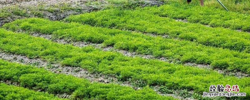 轮作增产的主要原因是什么,轮作间作套种连作的区别