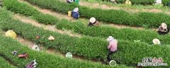 产业扶贫七种模式，产业扶贫包括哪些内容