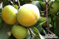 青柿子泡酒的功效与作用及禁忌 青柿子泡酒的功效与作用