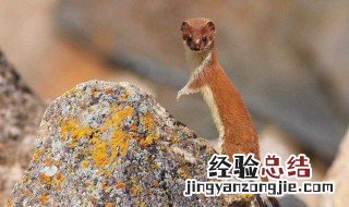 梦见黄鼠狼是什么意思 梦见黄鼠狼进家是什么意思