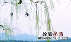 柳的拼音 柳字意思介绍