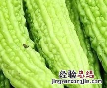 苦瓜的药用价值与功效 苦瓜的药用价值和功效