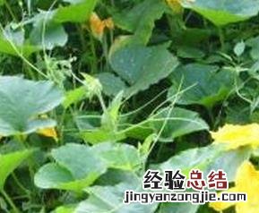 南瓜藤的功效与作用 南瓜藤的功效与作用