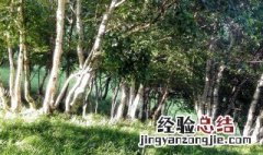 桦树有什么风水讲究 桦树种门前有何讲究