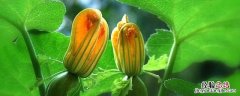倭瓜花是什么 倭瓜花是什么样子的图片