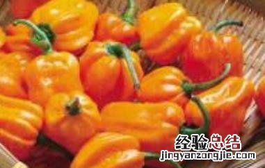灯笼辣椒怎么做好吃又香 灯笼辣椒怎么做好吃
