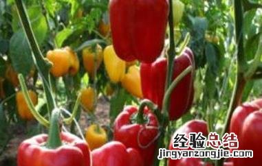 灯笼辣椒怎么做好吃又香 灯笼辣椒怎么做好吃