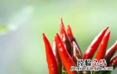 子弹头和朝天椒的区别 子弹头和灯笼椒的区别