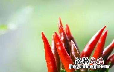 子弹头和朝天椒的区别 子弹头和灯笼椒的区别