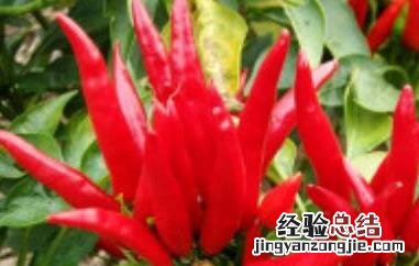 灯笼椒与子弹头辣椒的区别 灯笼辣椒和子弹头辣椒的区别