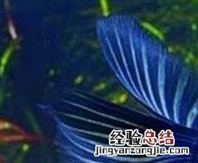 风水鱼图片 手机壁纸 风水鱼图片