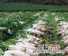 秋萝卜什么时候种 秋萝卜什么时候种植最好?应该如何管理?我来告诉你!