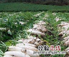 秋萝卜什么时候种 秋萝卜什么时候种植最好?应该如何管理?我来告诉你!