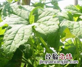 苦瓜藤的功效与作用 苦瓜藤的功效与作用的功效和作用是什么