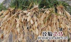 麦冬功效与作用的功效和作用是什么 麦尾冬的功效与作用