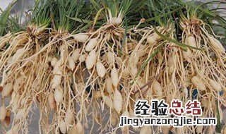 麦冬功效与作用的功效和作用是什么 麦尾冬的功效与作用