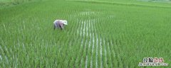 南粳9108与南粳46区别，附南粳9108品种介绍