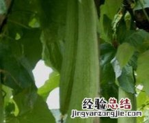 丝瓜的药用功效有哪些 丝瓜有什么药用价值和功效