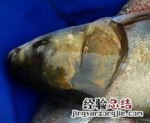 白鲢鱼如何做好吃 白鲢鱼要怎么做才好吃