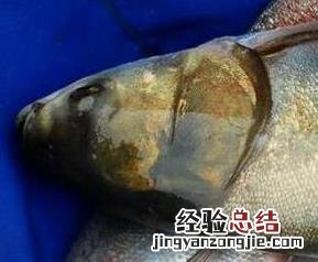 白鲢鱼如何做好吃 白鲢鱼要怎么做才好吃
