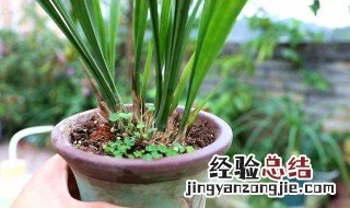 兰花修根后要晾多久 兰花修根后要晾多久才能开花