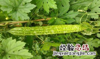 苦瓜籽要多少天发芽出苗 苦瓜籽要多少天发芽