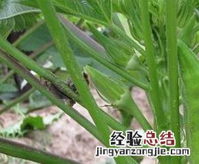 洋椒的功效和作用及禁忌 洋辣椒的功效与作用