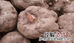 一代魔芋一亩地多少斤 一代魔芋种一亩种多少斤
