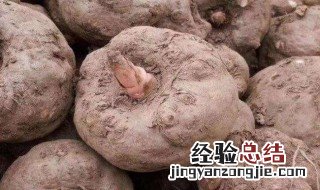 一代魔芋一亩地多少斤 一代魔芋种一亩种多少斤
