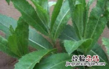 大刺儿菜的功效与作用是什么 大刺儿菜的功效与作用