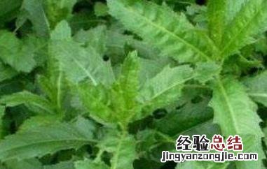 大刺儿菜的功效与作用是什么 大刺儿菜的功效与作用