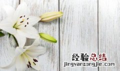 香水百合寓义 香水百合代表什么意思