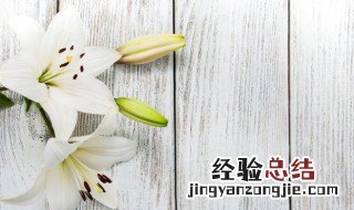 香水百合寓义 香水百合代表什么意思