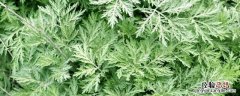 新鲜艾草可以驱蚊虫吗 艾草可以驱蚊虫吗