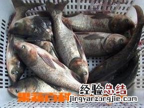 白鲢鱼怎么做好吃视频 白鲢鱼怎么做好吃