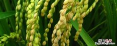 农作物的种植过程，小米是什么农作物