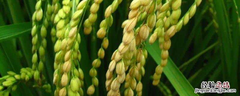 农作物的种植过程,小米是什么农作物