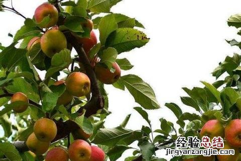 秋天干啥农活 秋天农民做什么农活
