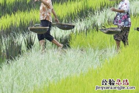 秋天干啥农活 秋天农民做什么农活