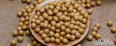 大豆成分含量比例 大豆成分