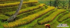 农民在春夏秋三个季节农事活动 说一说农民在春夏秋三个季节的农事活动