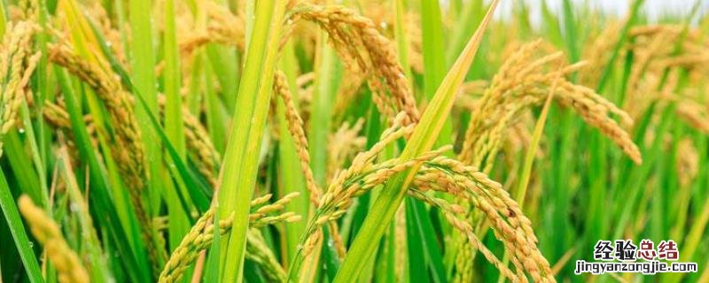 魏晋南北朝时期,新疆地区引入的新的农作物品种是，百越族首先栽培的农作物