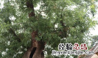 关于槐树的比喻句 关于槐树的比喻句子
