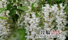 有关槐花的比喻句 槐花比喻句子