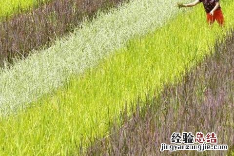 一年农事活动都有哪些 一年中农事活动都有哪些