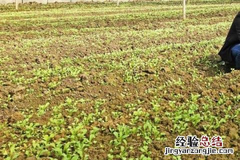 一年农事活动都有哪些 一年中农事活动都有哪些