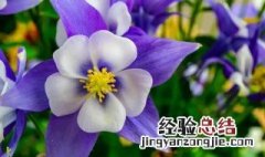 紫罗兰代表什么象征意义 紫罗兰代表什么含义