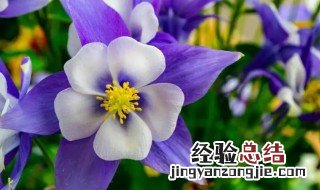 紫罗兰代表什么象征意义 紫罗兰代表什么含义