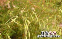 血钻野燕麦的功效与作用 血钻野燕麦功效与作用有没有副作用