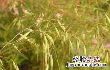 血钻野燕麦的功效与作用 血钻野燕麦功效与作用有没有副作用